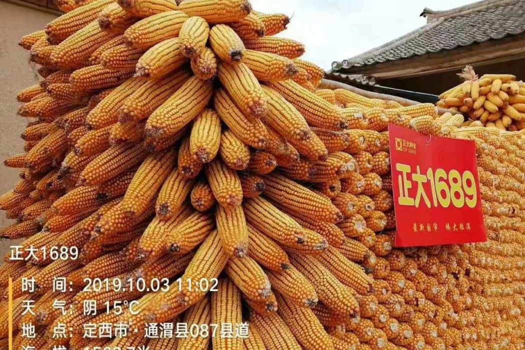 正大1689 正大1689