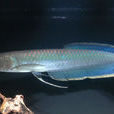 黑骨舌魚(黑龍（觀賞魚）)