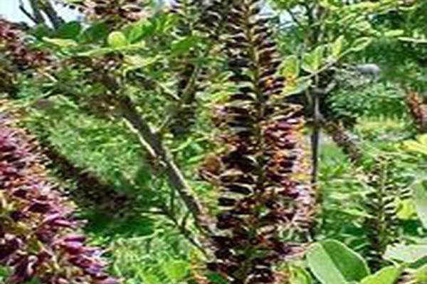 Amorpha ouachitensis
