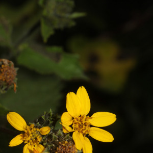 Simsia fruticulosa
