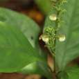 華南野靛棵 華南野靛棵