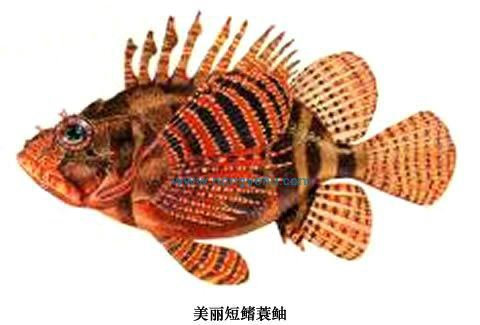 美麗短鰭蓑鮋 美麗短鰭蓑鮋