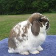 荷蘭垂耳兔(耷耳兔)