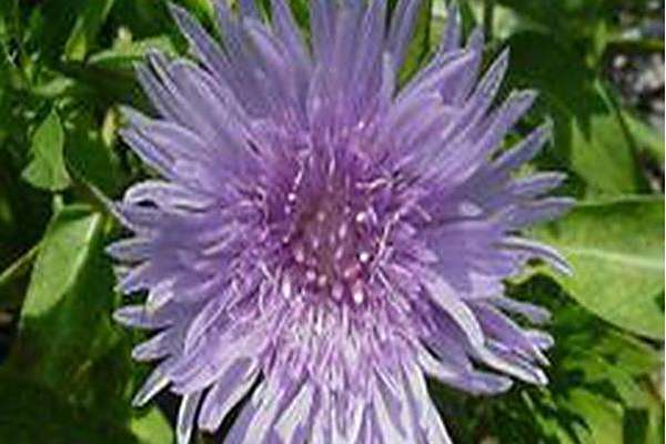 Stokesia laevis \x27Wyoming\x27 Stokesia laevis \x27Wyoming\x27