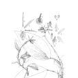 滇蘭 滇蘭