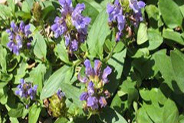 Prunella grandiflora Prunella grandiflora