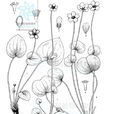 甘肅梅花草 甘肅梅花草