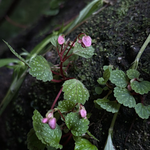 Begonia hymenophylla