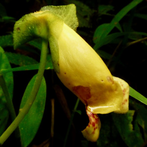 Gasteranthus delphinioides