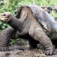 平塔島加拉帕戈斯象龜
