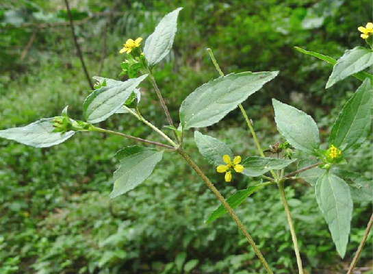 魚鱗菜 魚鱗菜