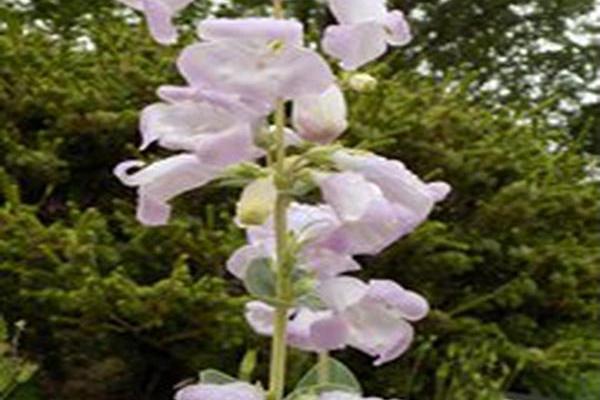Penstemon grandiflorus Penstemon grandiflorus