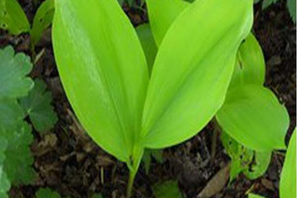 Convallaria majalis \x27Golden Slippers\x27