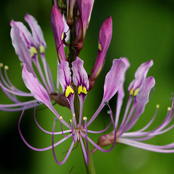 Cleome macrophylla
