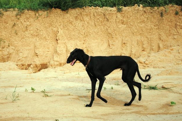 河北細犬