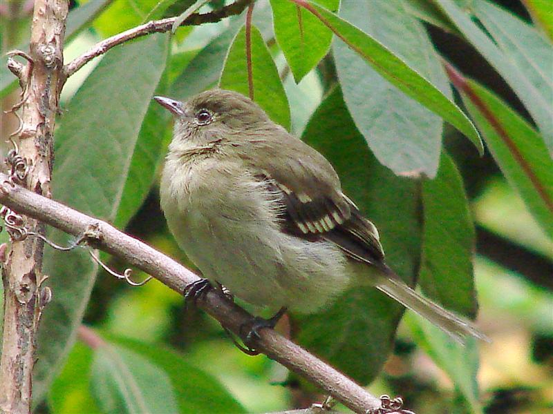 山擬霸鶲 山擬霸鶲