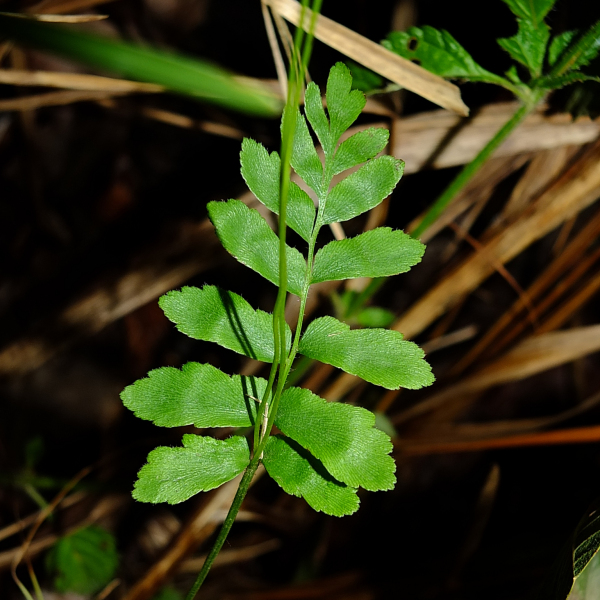 Anemia hispida