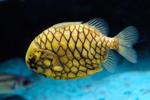 鯷波魚屬 鯷波魚屬