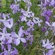 新疆紫羅蘭(紫羅蘭屬植物)