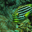 大斑馬魚 大斑馬魚