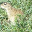 白蘭其田鼠 白蘭其田鼠