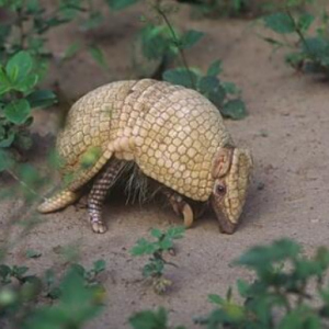 廣絆犰狳 廣絆犰狳