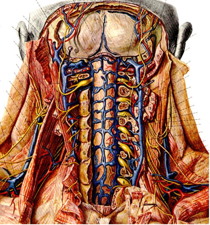 椎靜脈系