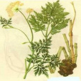 芎(傘形科山芎屬植物) 芎(傘形科山芎屬植物)