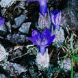 中甸藍鐘花 中甸藍鐘花