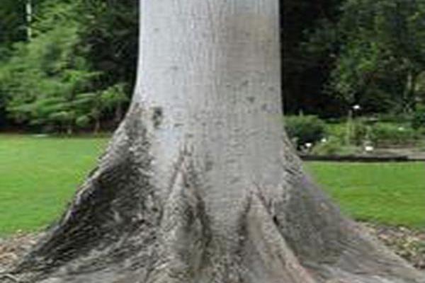 Bombax ceiba Bombax ceiba