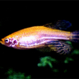 金斑馬魚 金斑馬魚