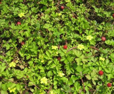 蛇莓草