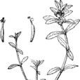 沼菊