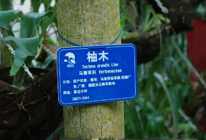 柚木種源7550 柚木種源7550
