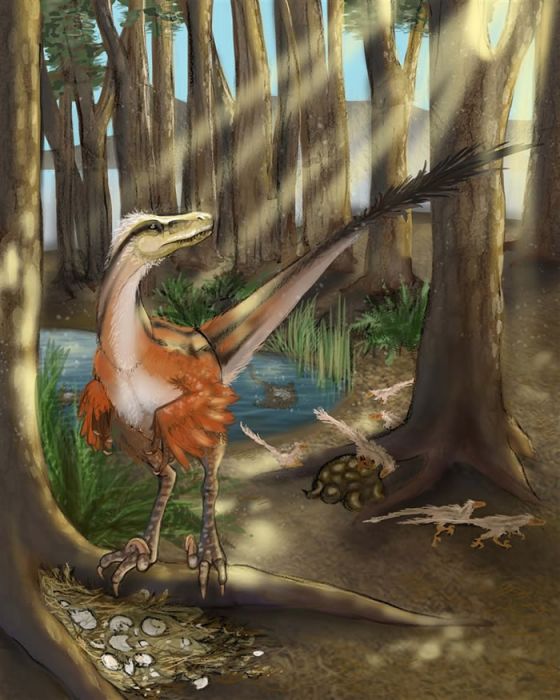 Dineobellator notohesperus Dineobellator notohesperus