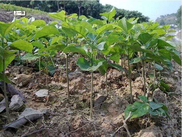 黃皮果核(雙子葉植物藥芸香科植物“黃皮”的種子) 黃皮果核(雙子葉植物藥芸香科植物“黃皮”的種子)