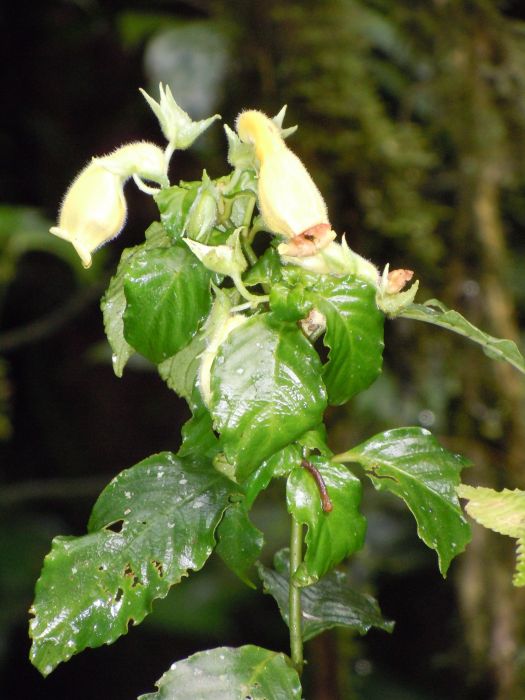 Gasteranthus acropodus