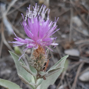 Cheirolophus sempervirens