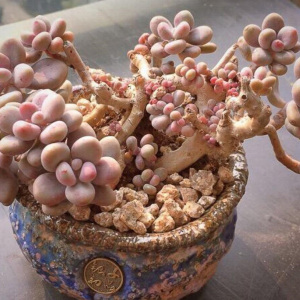 Graptopetalum amethystinum (Rose)Walther Graptopetalum amethystinum (Rose)Walther