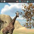 Africa Giraffe Real 3D Africa Giraffe Real 3D