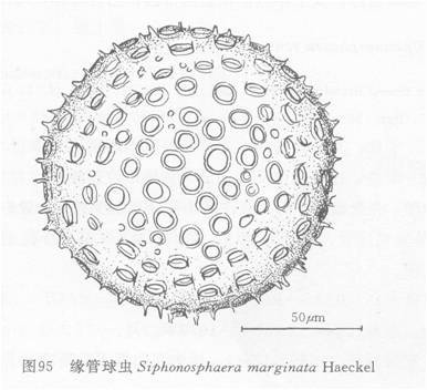 緣管球蟲 緣管球蟲