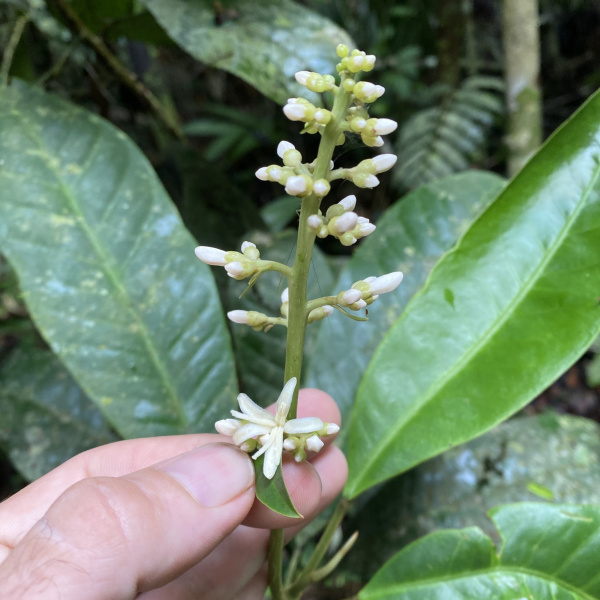 Conchocarpus ucayalinus