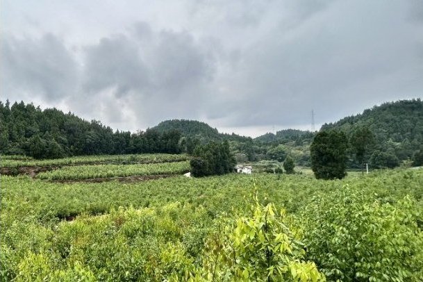 紫福村 紫福村
