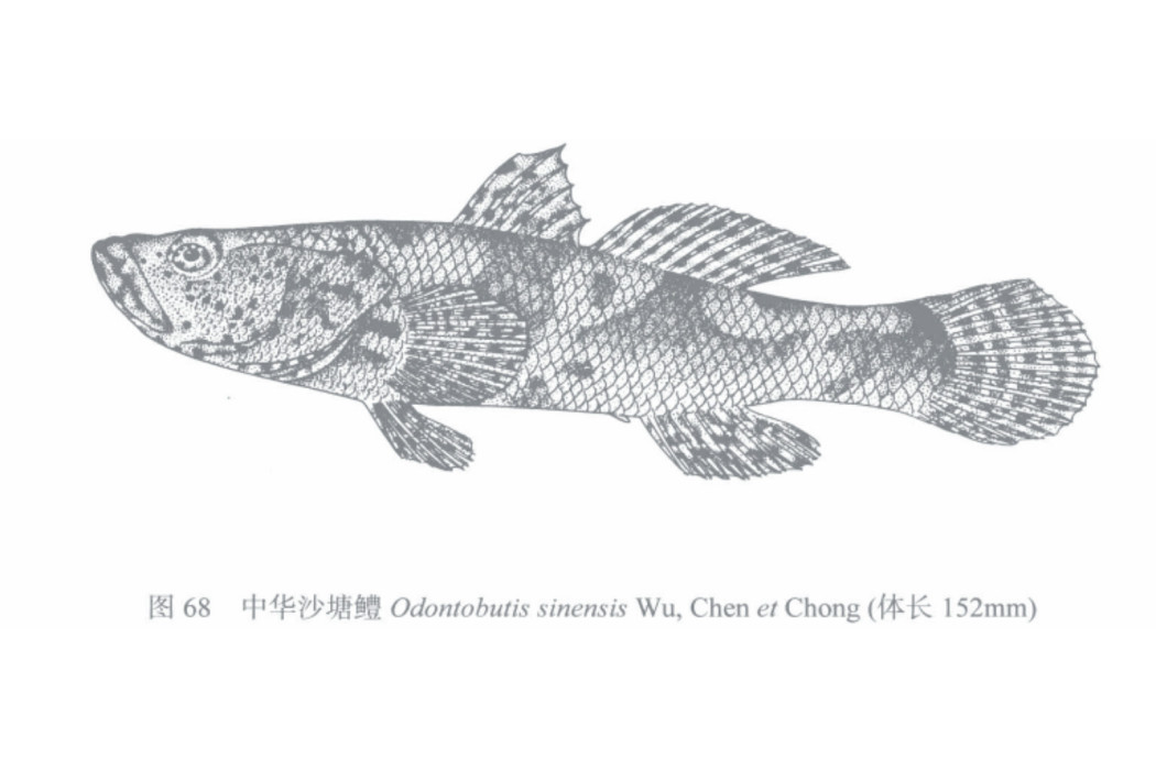 中華沙塘鱧 中華沙塘鱧