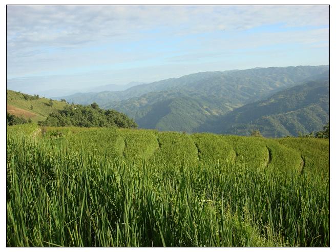 秕谷田自然村水稻種植業