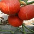紅甜1號 紅甜1號