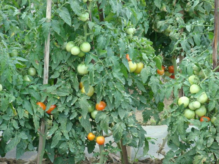 專業蔬菜栽培--西紅柿