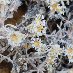 Troglophyton acocksianum