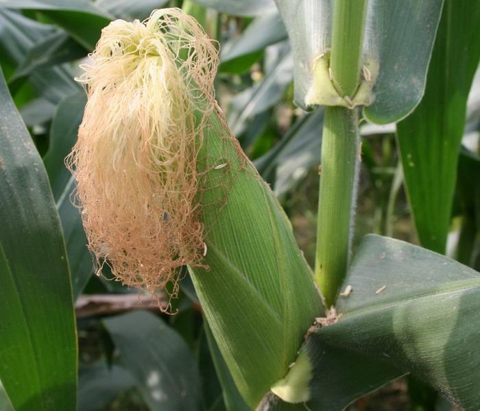 玉米種植