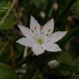 七瓣蓮 七瓣蓮